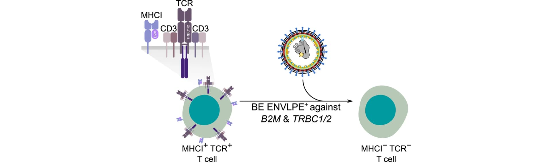 Open access visualization of Workflow, Illustration, T Cell Receptor, CD3, MHC Class I