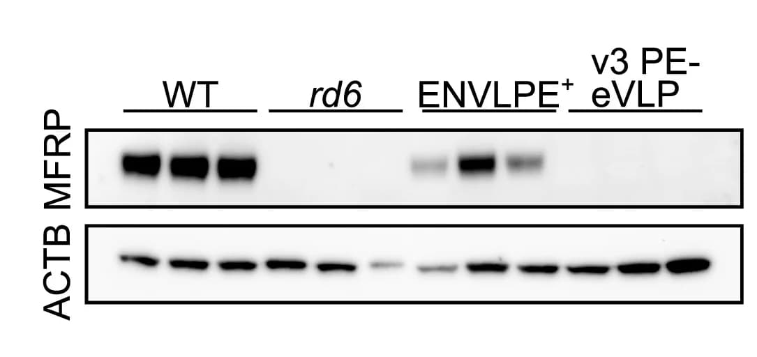 Open access visualization of Gel, Immunoblot Analysis, MFRP Protein, rd6 Mouse, Prime Editing