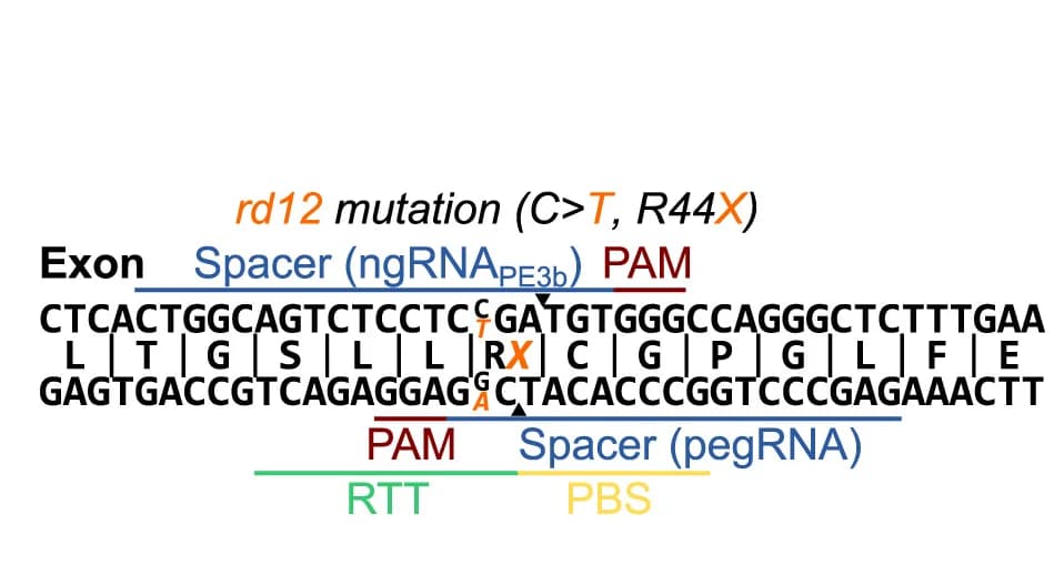 Open access visualization of Illustration, Schematic Diagram, Nonsense Mutation, Exon, Rpe65inrd12mice