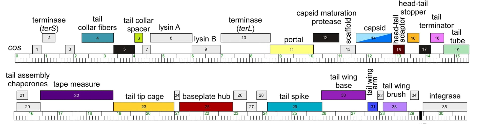 Open access visualization of Illustration, Bxb1 Genome, Genes, Capsid Protein, Hexon Subunits