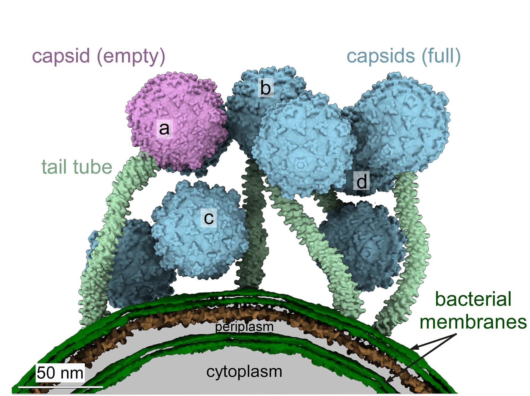 Open access visualization of 3D Plot, Protein Structure, 3D Rendering, Bxb1, DNA-Filled Capsid