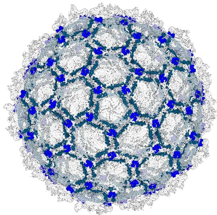 Open access visualization of Protein Structure, E-loop, P-loop, Domain, Capsomeres