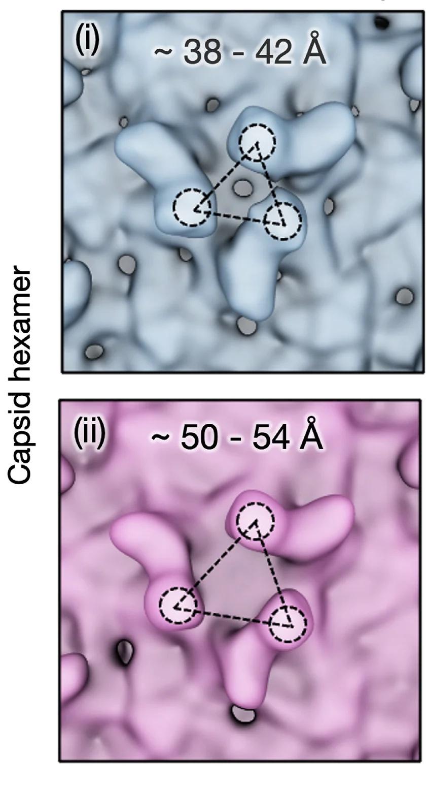 Open access visualization of Microscopy, A-domain, Genome Translocation, Conformational Rearrangement