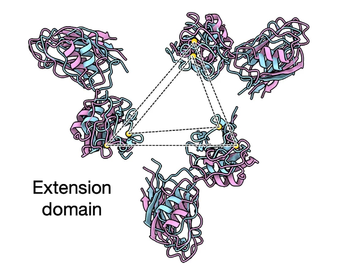 Open access visualization of Protein Structure, Rigid-Body Fitting, Extension Domain, A-domain, Subtomogram Average Maps