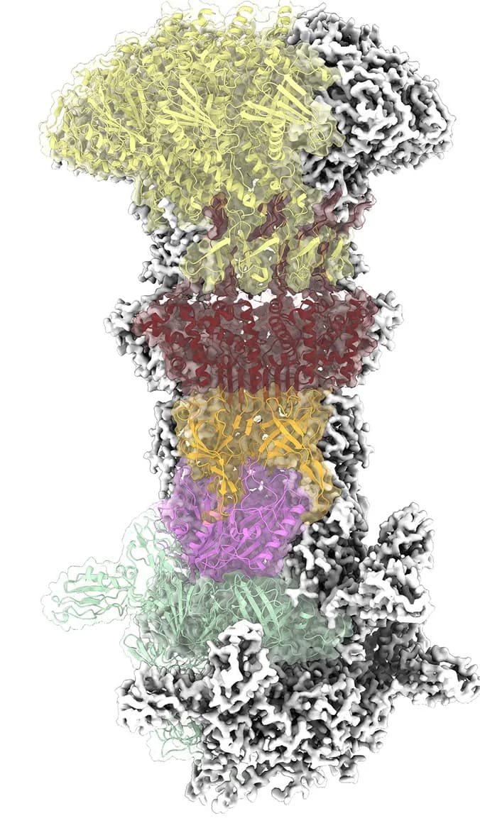 Open access visualization of Protein Structure, Cryo-EM Map, Connector Region, Protein Model