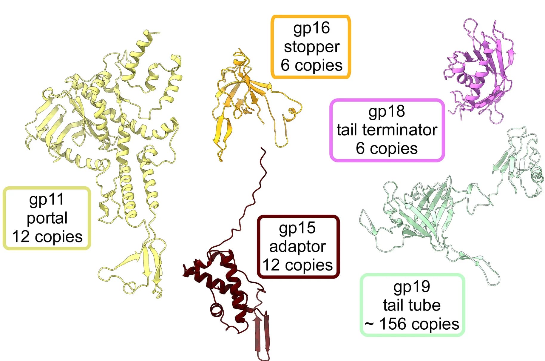 Open access visualization of Protein Structure, Chemical Structure, Protein Subunits, Connector Region, Gene Number
