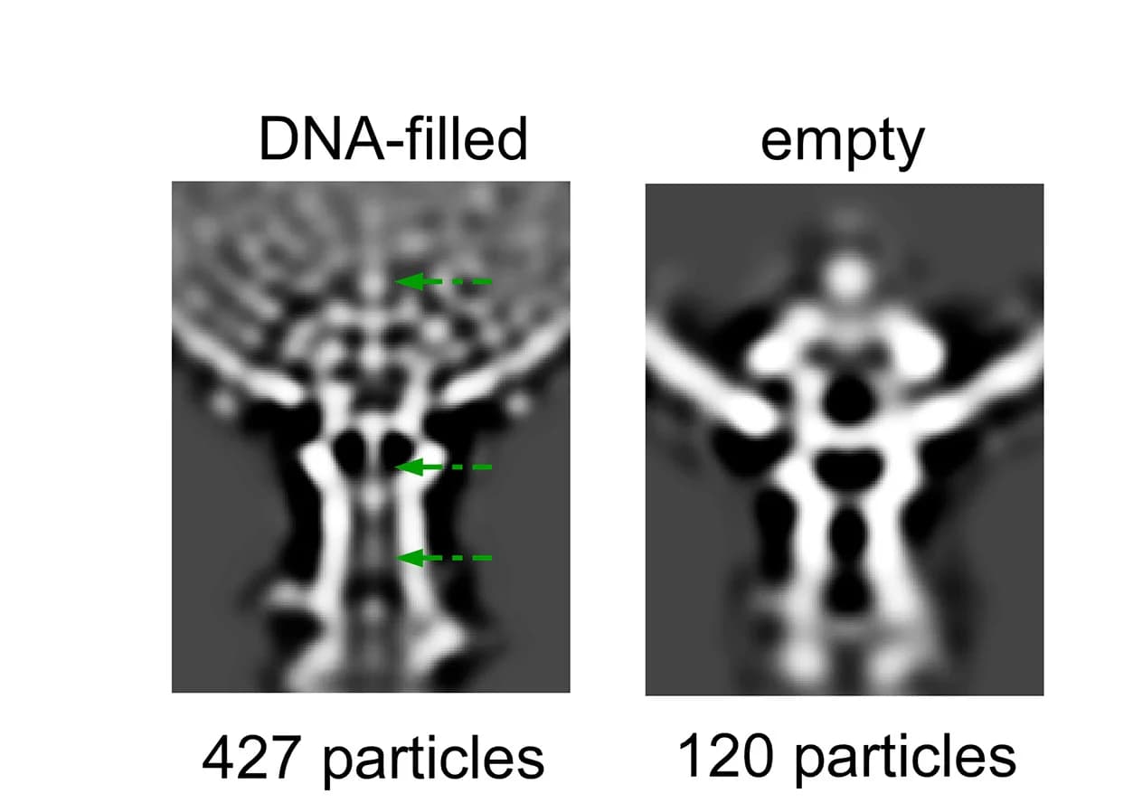 Open access visualization of Microscopy, Subtomogram Averages, Capsid-Tail Tube Connector, Genome Translocation, DNA Density