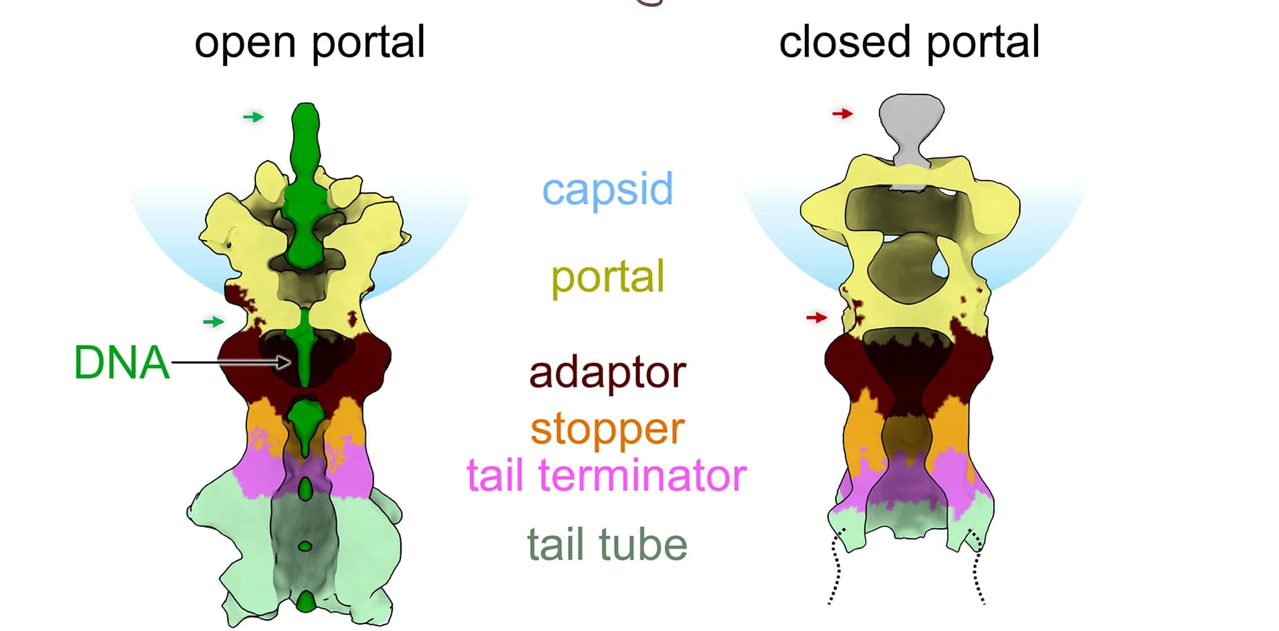 Open access visualization of Illustration, Subtomogram Average Maps, Genome Translocation, Closed Channel