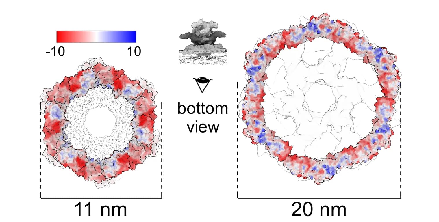 Open access visualization of Protein Structure, Tail-Tip Cage, Electrostatic Surface, Surface Potential