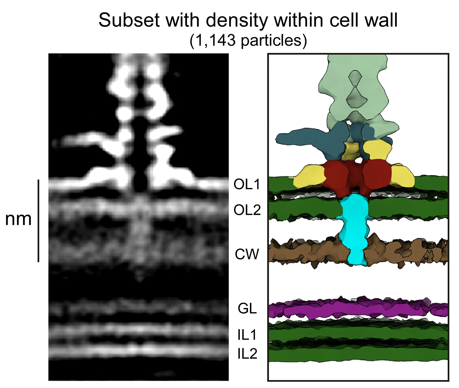 Open access visualization of Microscopy, Illustration, Baseplate Hub, Focused Refinement, Cell Wall