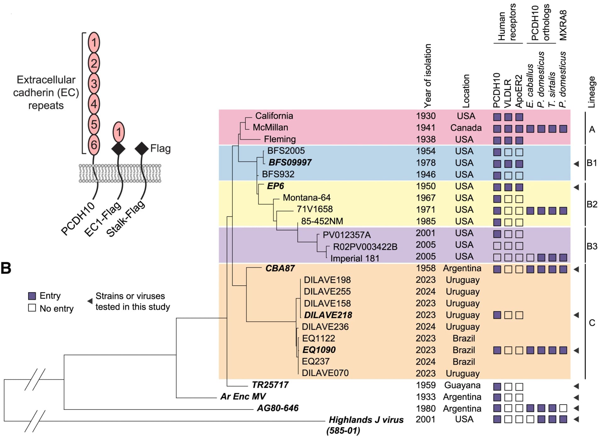 Open access visualization of Workflow, Illustration, Table Image, PCDH10, FLAG-tagged Constructs