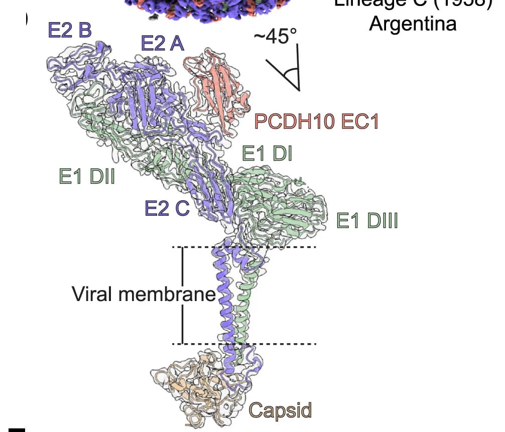 Open access visualization of Protein Structure, Ribbon Diagram, WEEV E2-E1 Heterodimer, PCDH10 EC1, Cryo-EM Density Map