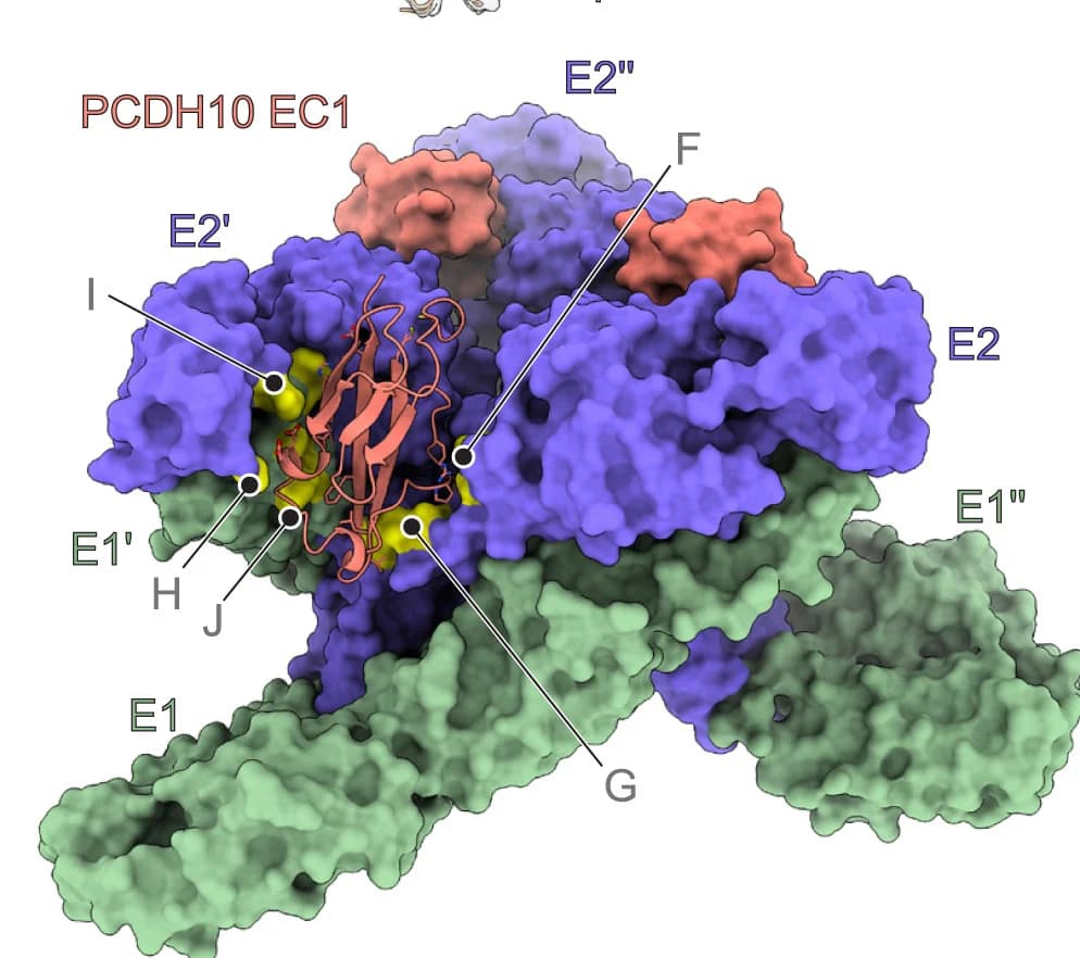Open access visualization of Protein Structure, CBA87 E2-E1 Trimer, PCDH10 EC1, WEEV E2-E1 Residues