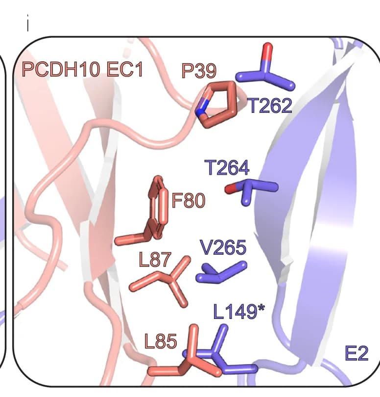Open access visualization of Protein Structure, Chemical Structure, PCDH10 EC1 Interactions, WEEV E2-E1, E2′-E1′ protomers