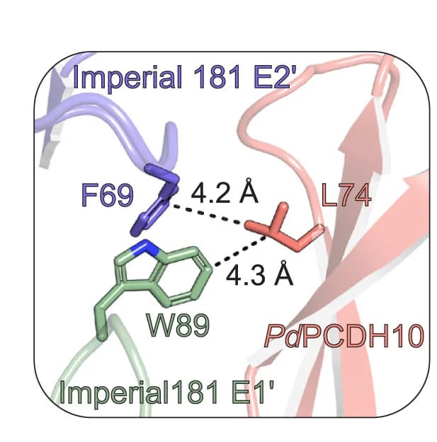 Open access visualization of Protein Structure, Chemical Structure, Contact Residues, PdPCDH10, Imperial 181
