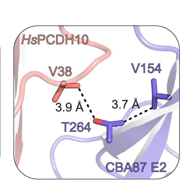 Open access visualization of Protein Structure, Chemical Structure, Contact Residues, HsPCDH10, CBA87