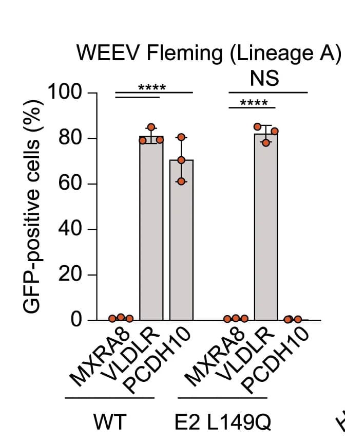 Open access visualization of Bar Plot, Error Bars, K562 Cells, HsMXRA8, HsVLDLR