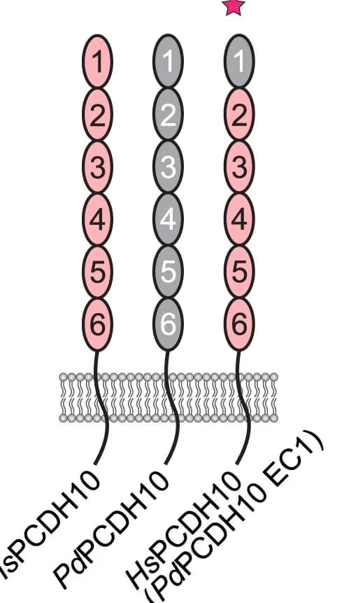 Open access visualization of Illustration, Schematic Diagrams, WT HsPCDH10, PdPCDH10, HsPCDH10 Chimeric Construct