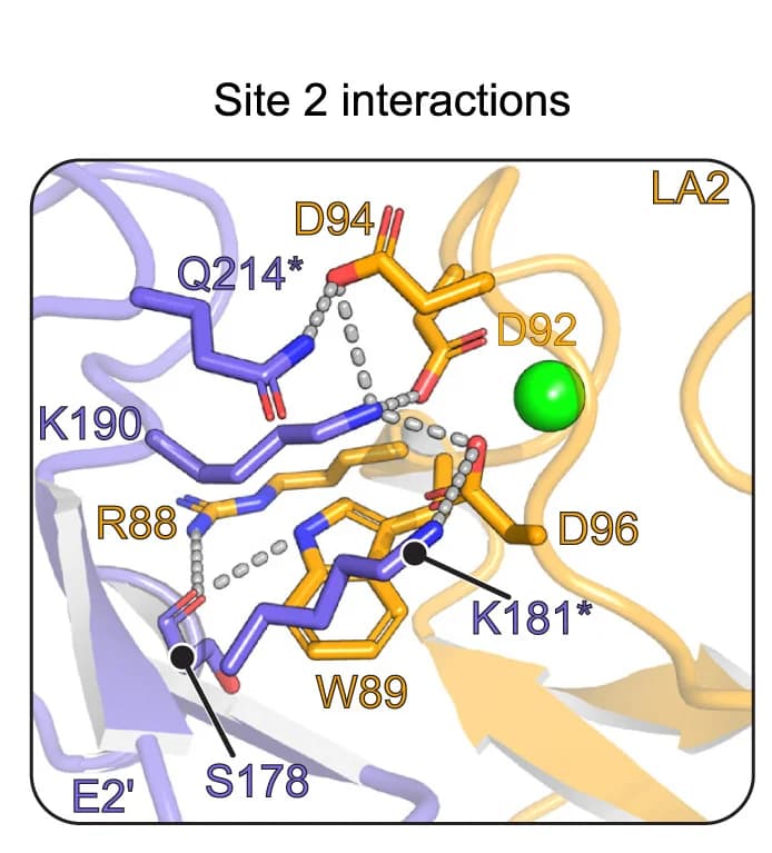 Open access visualization of Protein Structure, Chemical Structure, McMillan, VLDLR LA2, Polar Contacts