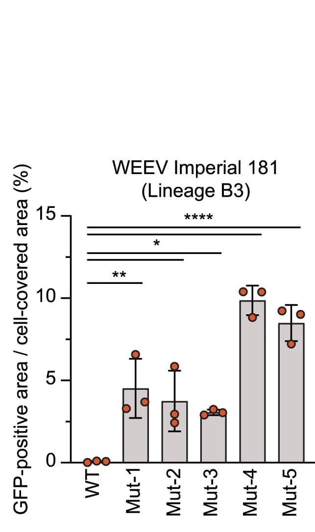 Open access visualization of Bar Plot, Error Bars, Scatter Plot, Murine Cortical Neurons, GFP RVPs