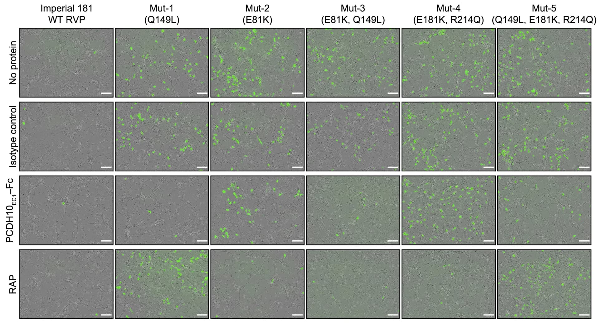 Open access visualization of Microscopy, GFP, Bright Field, ANOVA, Statistical Analysis