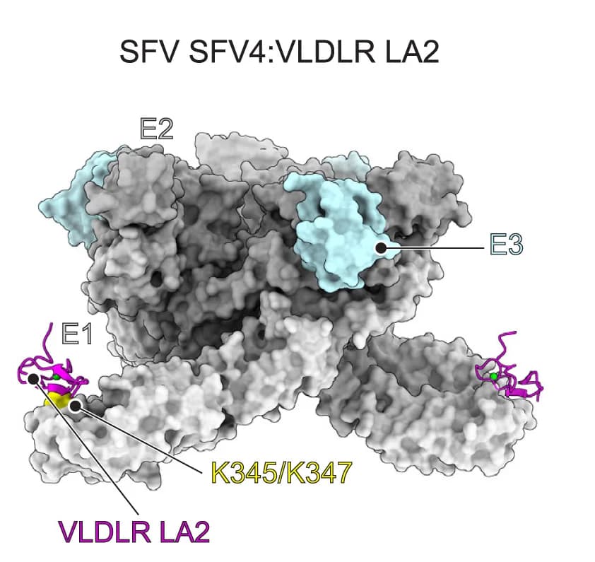 Open access visualization of Protein Structure, Alphavirus E2-E1 Trimers, LA Repeats, SFV SFV4, PDB:8UA8