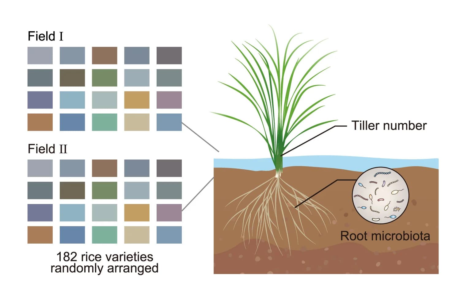 Open access visualization of Illustration, Experimental Design, Field Trials, Rice Varieties, Root Microbiota