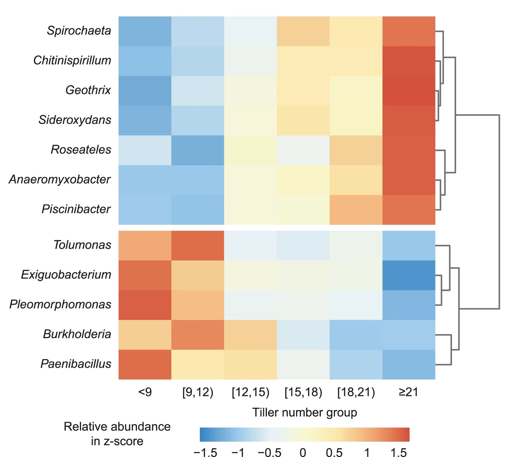 Open access visualization of Heatmap, Clustered, Bacterial Genera, Rice Tiller Number, Relative Abundance