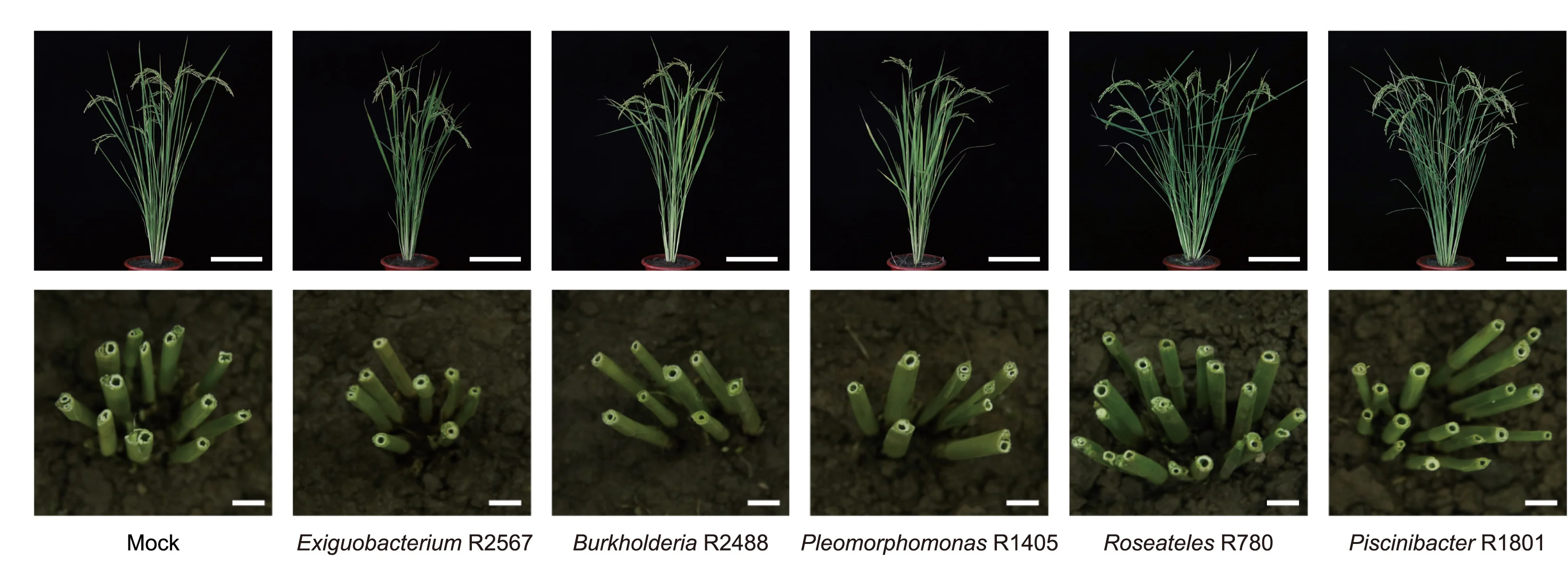 Open access visualization of Photo, Rice, Wild-type Rice, Bacterial Inoculation, Gross Morphology