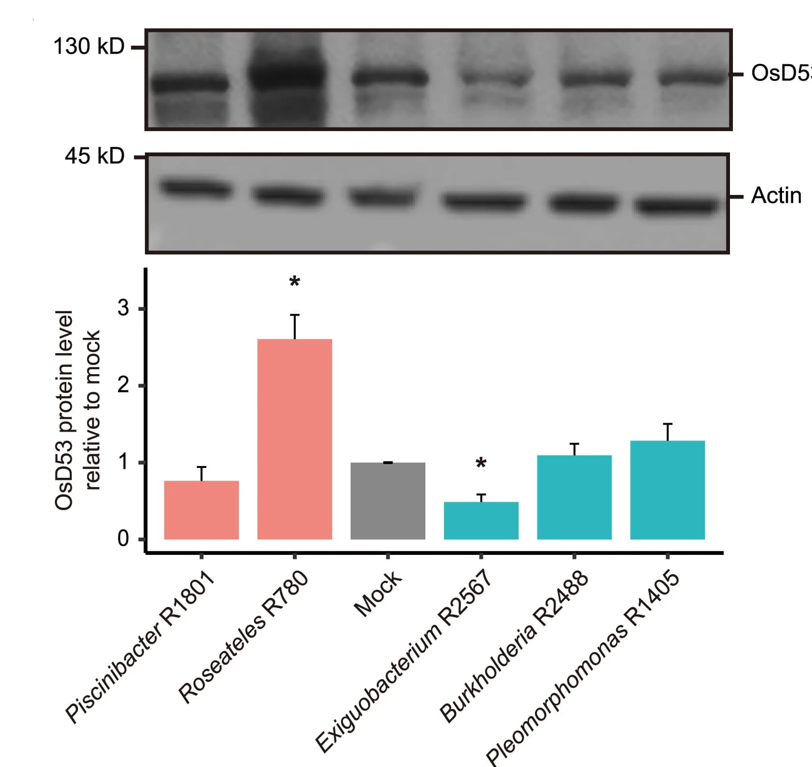 Open access visualization of Bar Plot, Error Bars, Gel, Protein Levels, Immunoblotting
