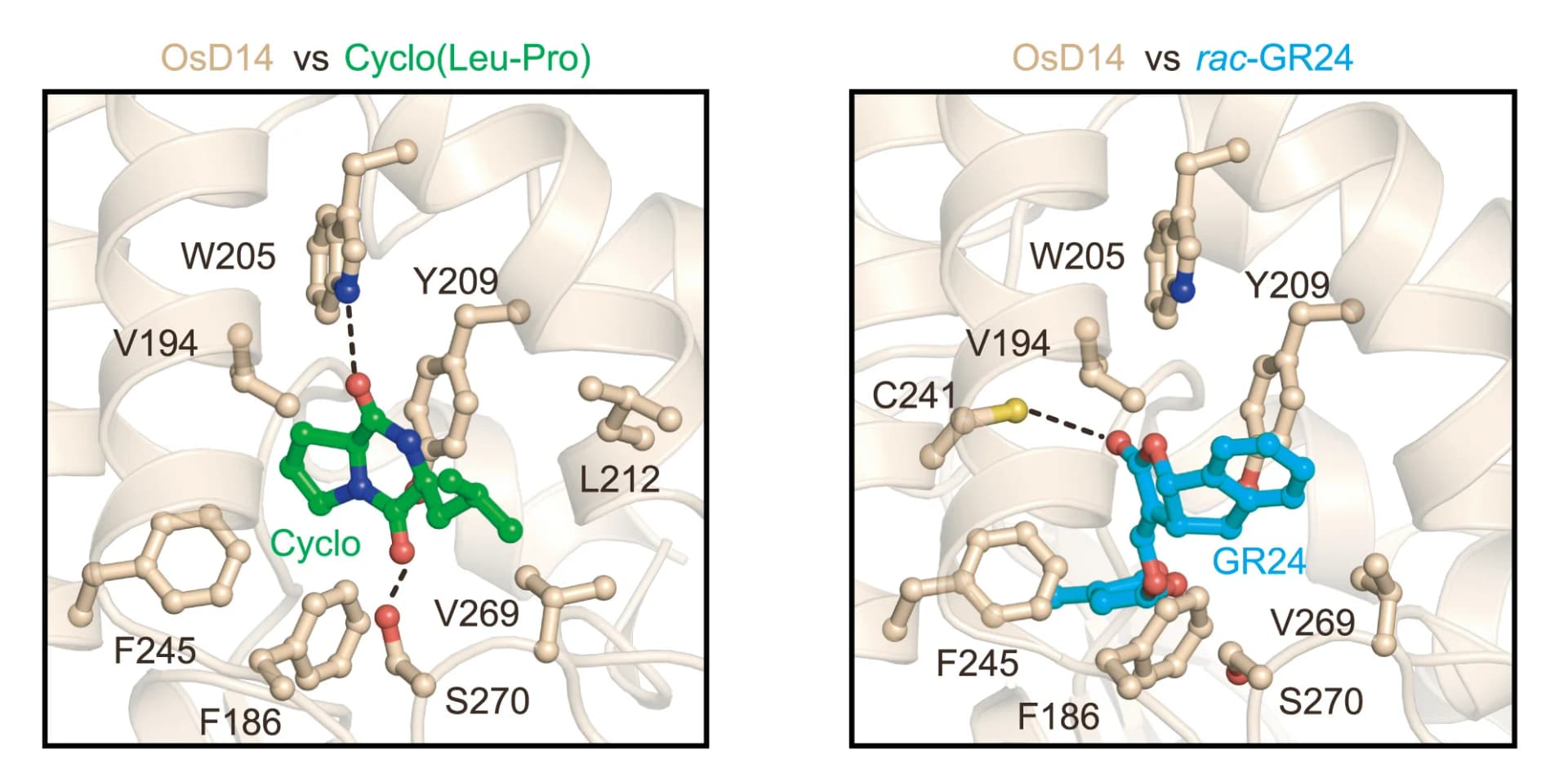 Open access visualization of Protein Structure, Chemical Structure, Protein Interactions, OsD14, Cyclo(Leu-Pro)