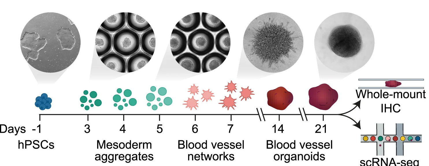 Open access visualization of Workflow, Microscopy, hBVO Protocol, Bright Field Images, scRNA-seq