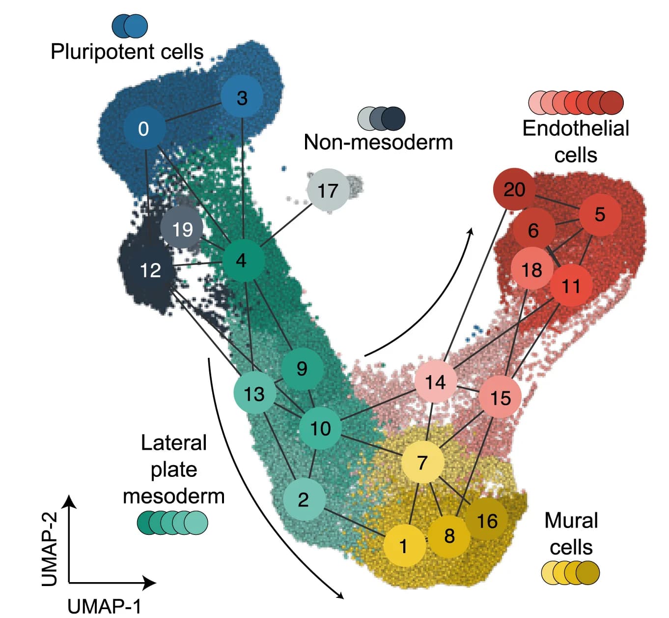 Open access visualization of UMAP, Scatter Plot, Network, scRNA-seq, Cell-Type Cluster