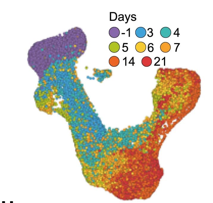 Open access visualization of Scatter Plot, UMAP, scRNA-seq, Time Point
