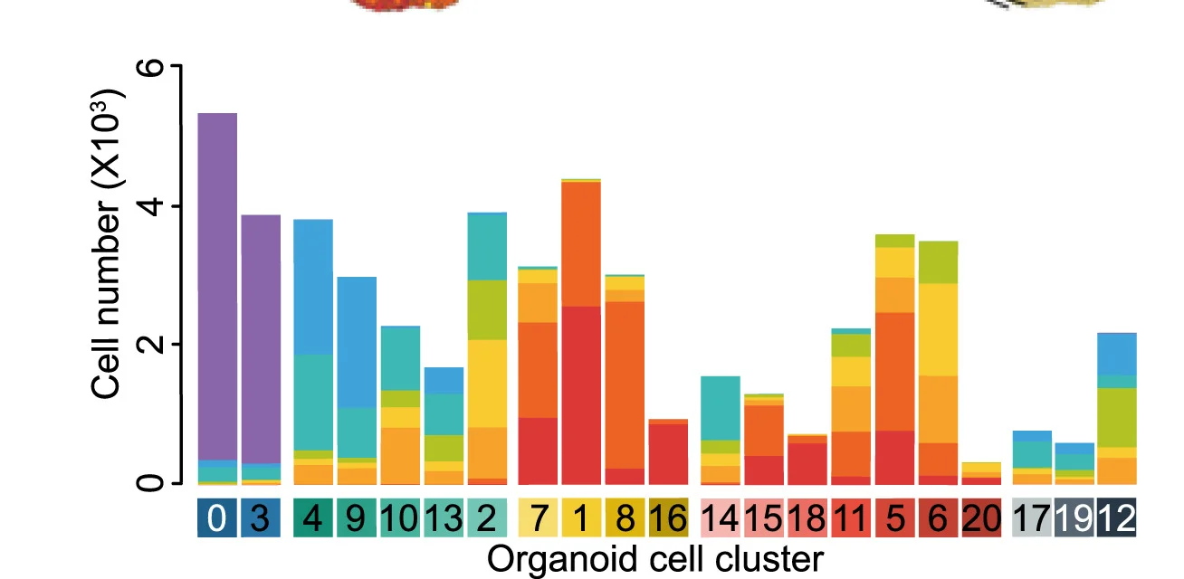 Open access visualization of Stacked Bar Plot, Cell Number, Cluster, Time Point