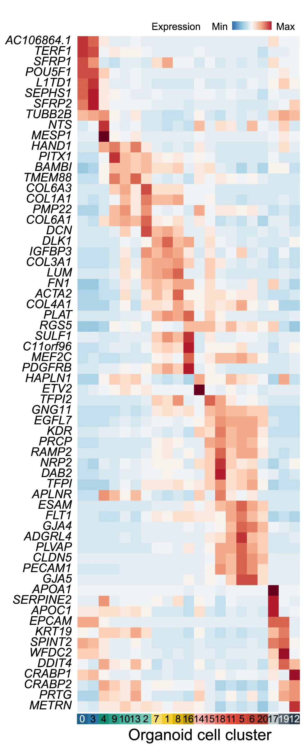 Open access visualization of Heatmap, Clustered, Marker Gene Expression, Clusters