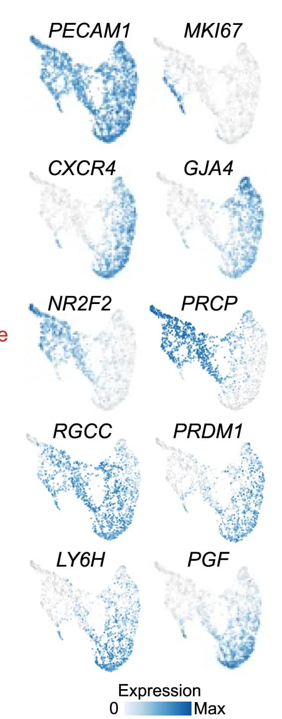 Open access visualization of Scatter Plot, UMAP, Feature Plots, Marker Gene Expression