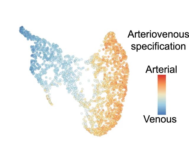 Open access visualization of Scatter Plot, UMAP, UMAP Embedding, Arteriovenous Cell Specificity