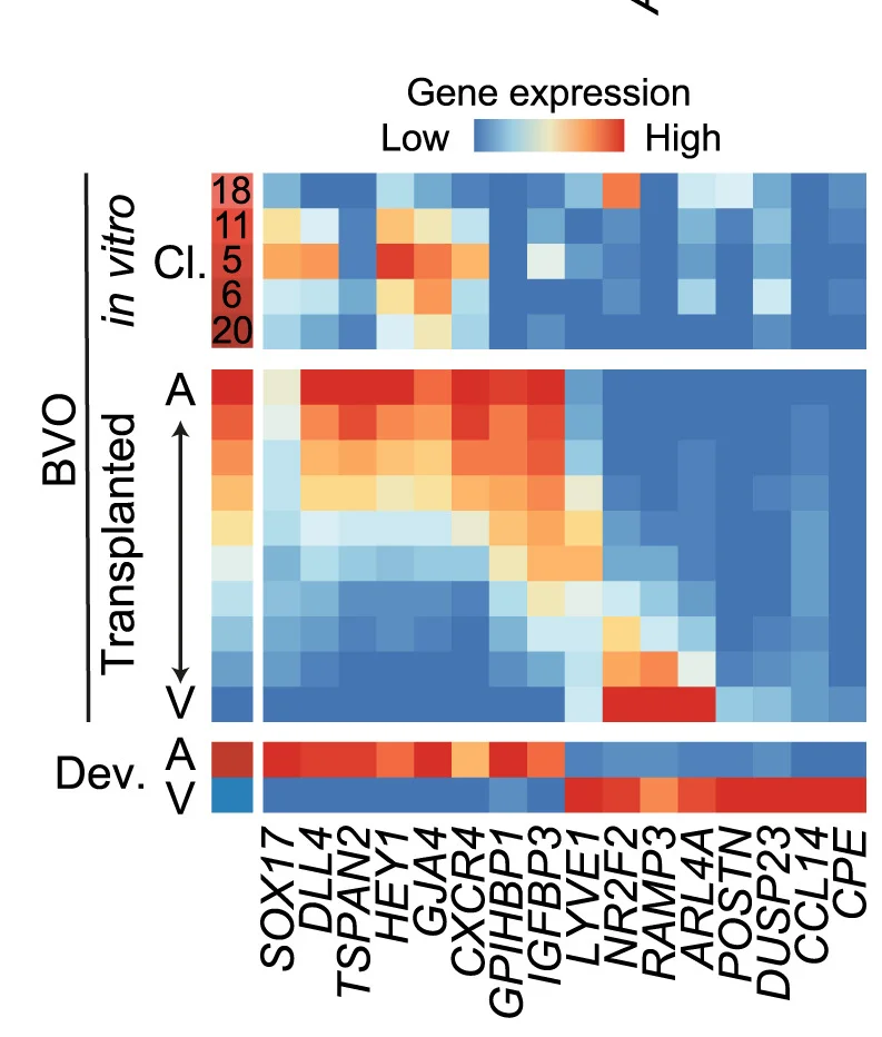 Open access visualization of Heatmap, Gene Expression, Artery-Enriched Genes, Vein-Enriched Genes, Signaling Pathway