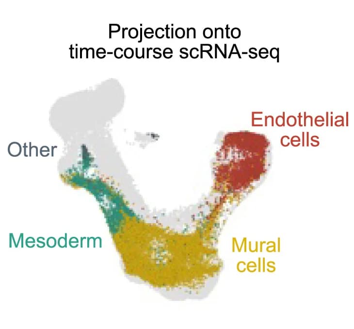 Open access visualization of Scatter Plot, UMAP, PCA, Gene Expression Profile, scMultiome