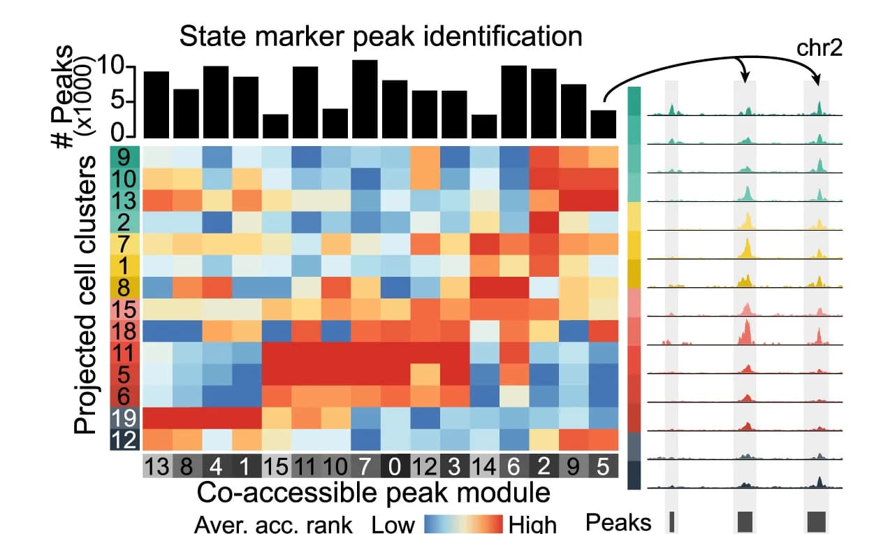 Open access visualization of Heatmap, Bar Plot, Line Plot, Normalized Accessibility, Genes