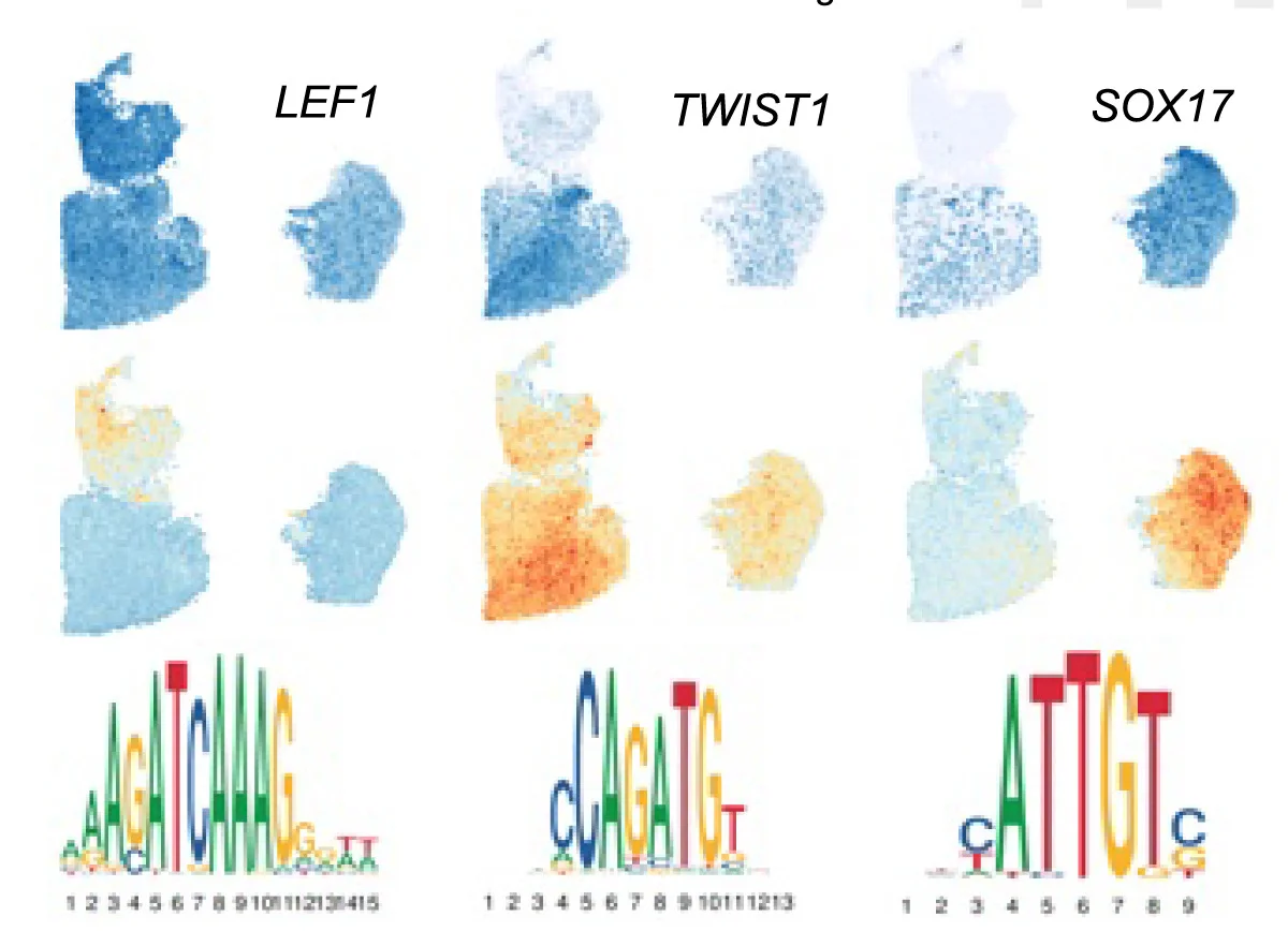 Open access visualization of Heatmap, Feature Plots, Gene Expression, Binding Motif Accessibility, TF-binding Motif Sequences