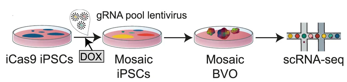 Open access visualization of Workflow, Illustration, Single-Cell Genetic Perturbations, hBVOs, CROP-seq