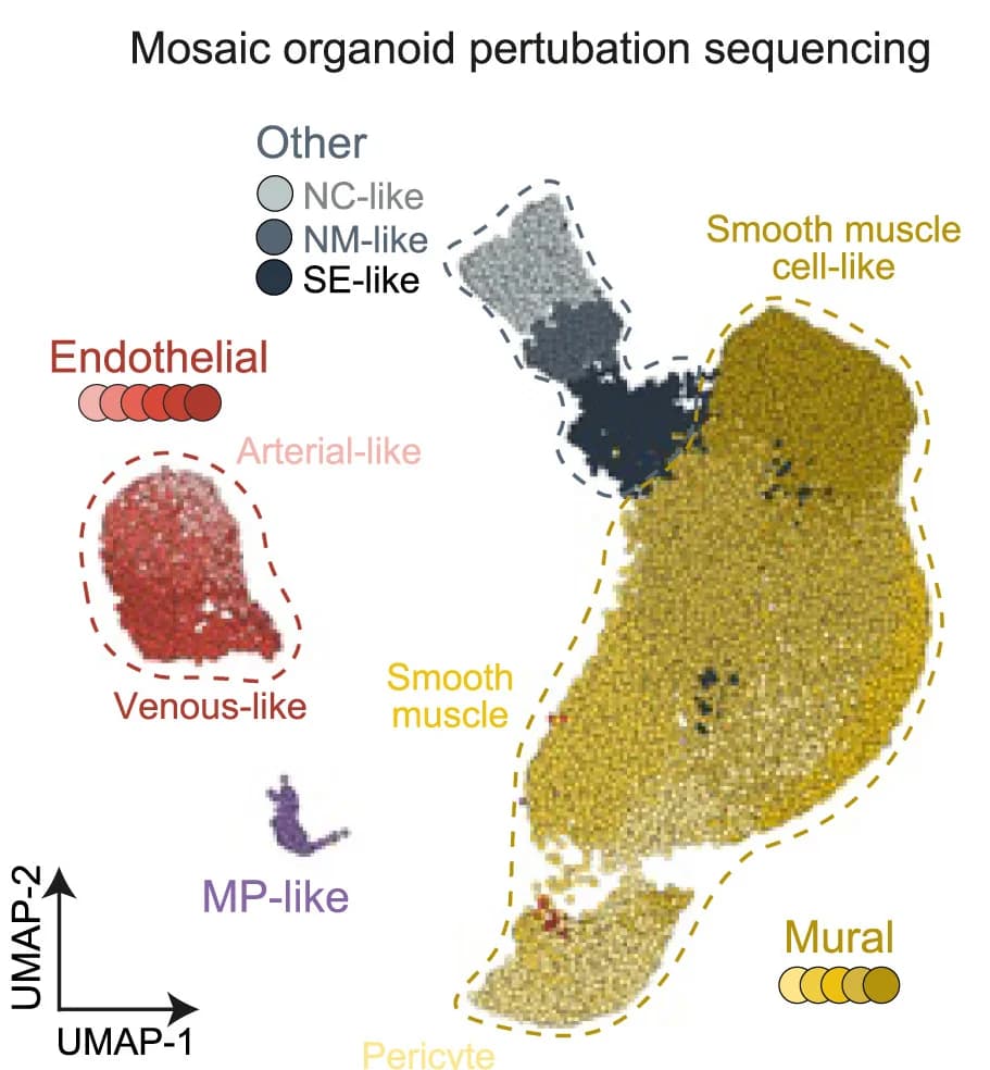 Open access visualization of UMAP, UMAP Embedding, Cell Type
