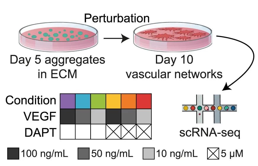 Open access visualization of Workflow, Illustration, Table Image, Signaling Perturbation Experiments, Mesoderm Aggregates