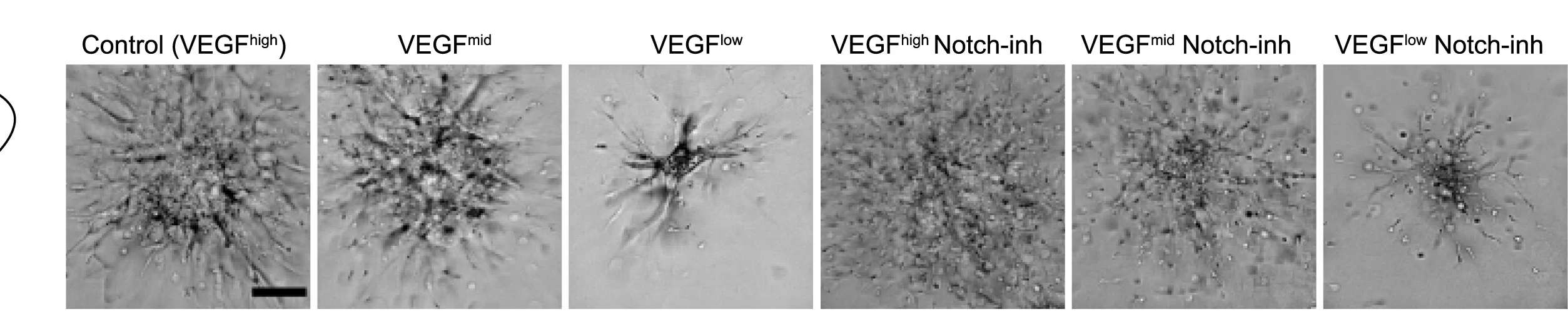 Open access visualization of Microscopy, Bright-Field Images, hBVOs, Signaling Perturbations