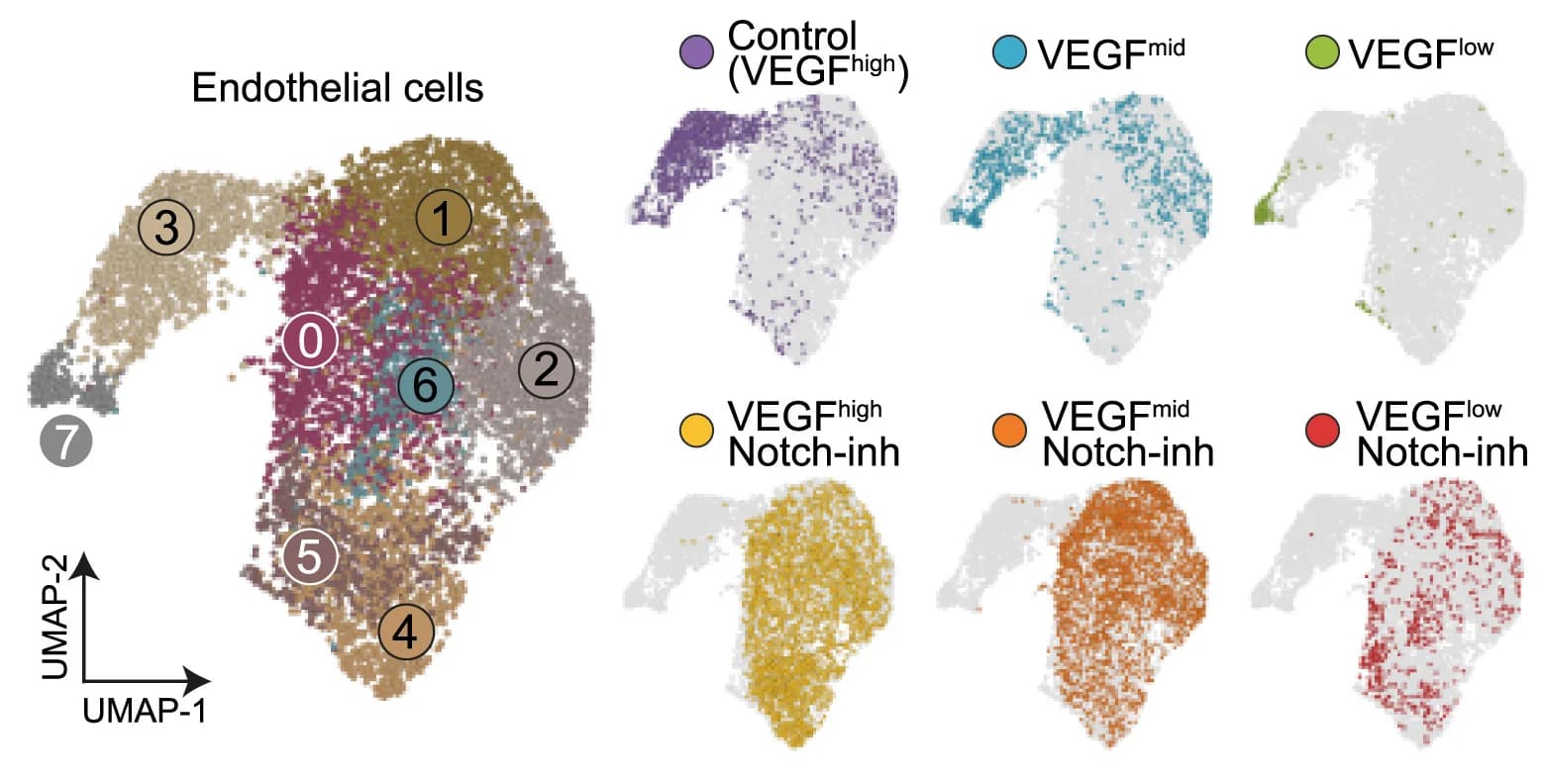 Open access visualization of UMAP, Scatter Plot, UMAP Embedding, ECs, Signaling Pathway Perturbation