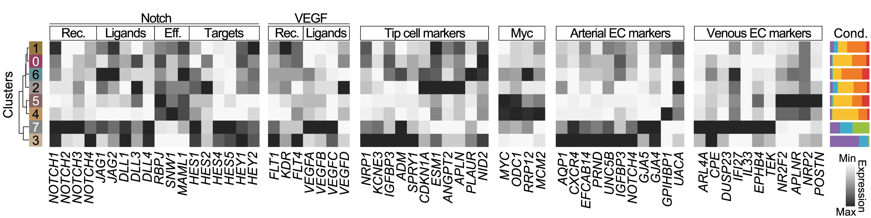 Open access visualization of Heatmap, Clustered, Bar Plot, ECs, Notch Ligand