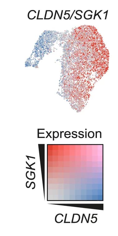 Open access visualization of Scatter Plot, UMAP, Heatmap, Co-Expression Feature Plots, CLDN5