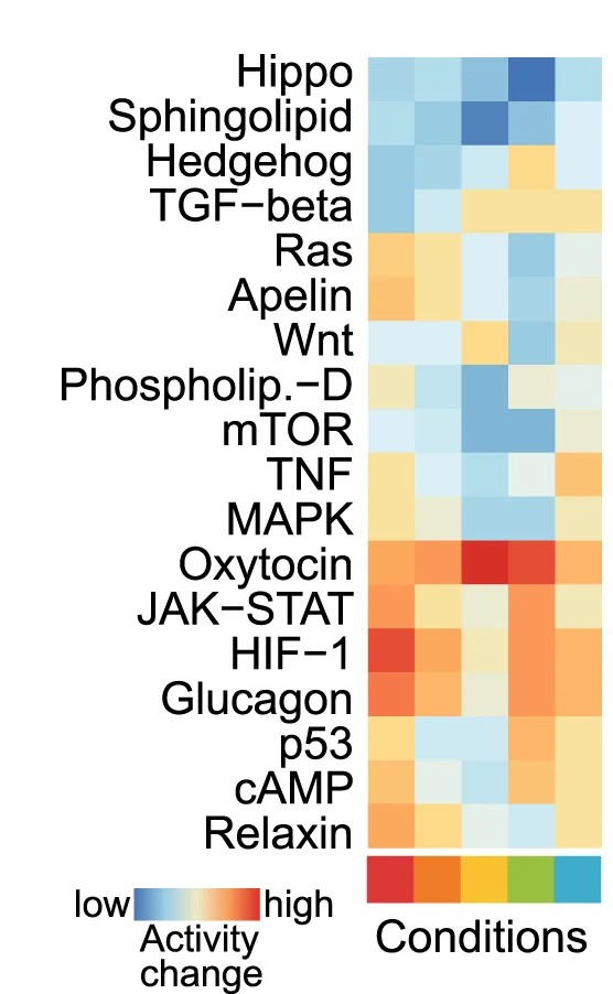 Open access visualization of Heatmap, Pathway Activity, ECs, Signaling Pathway Perturbations
